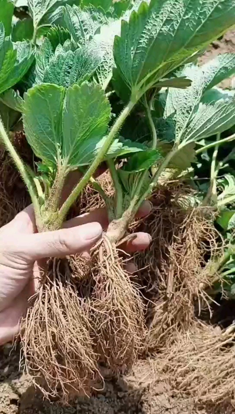 东港草莓:东北土地上的甜蜜之约