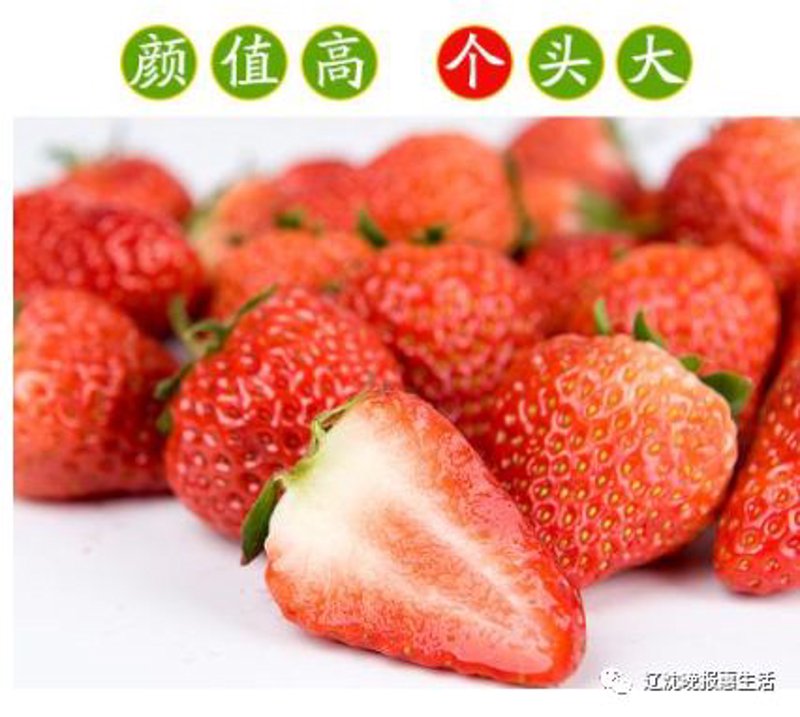 草莓批发市场的最新趋势